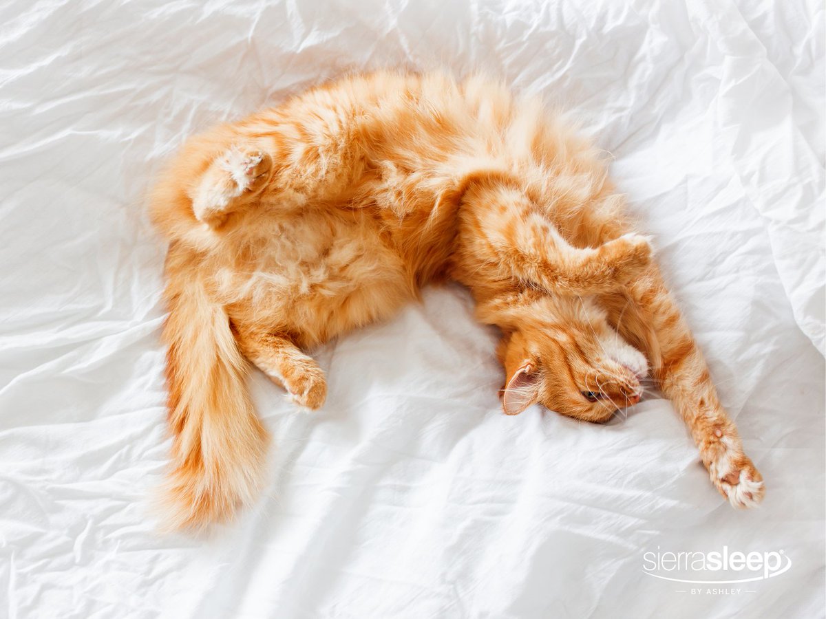 SierraSleep's tweet photo. What can we say? Our mattresses are purrrrrrfect. 😺 #SierraSleep https://t.co/xm5M2pQqrk