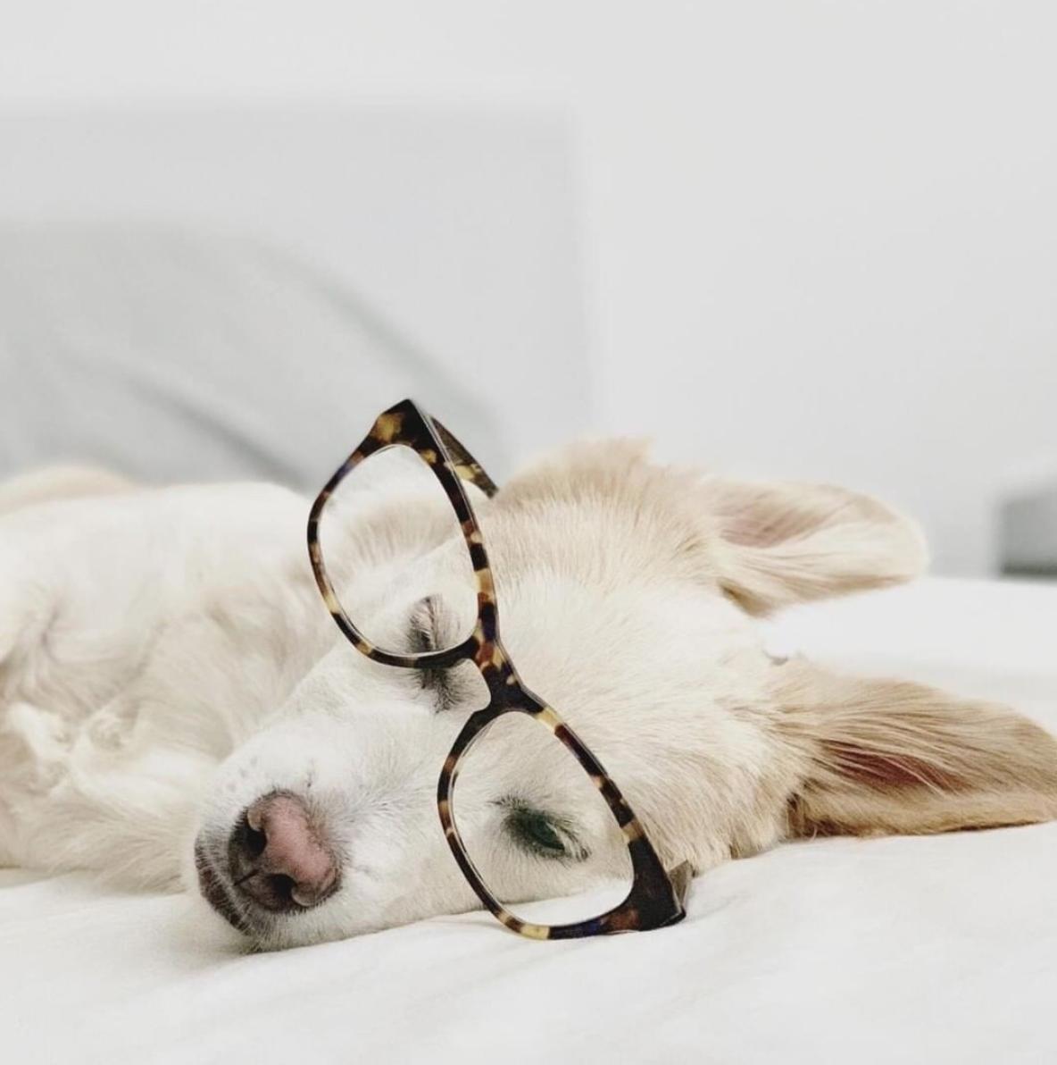 Oyobox's tweet photo. Dog days are good days ๐ถ
#OYOBox #GiftsofEase #HomesforyourEyewear https://t.co/FZaFZvv1Ki