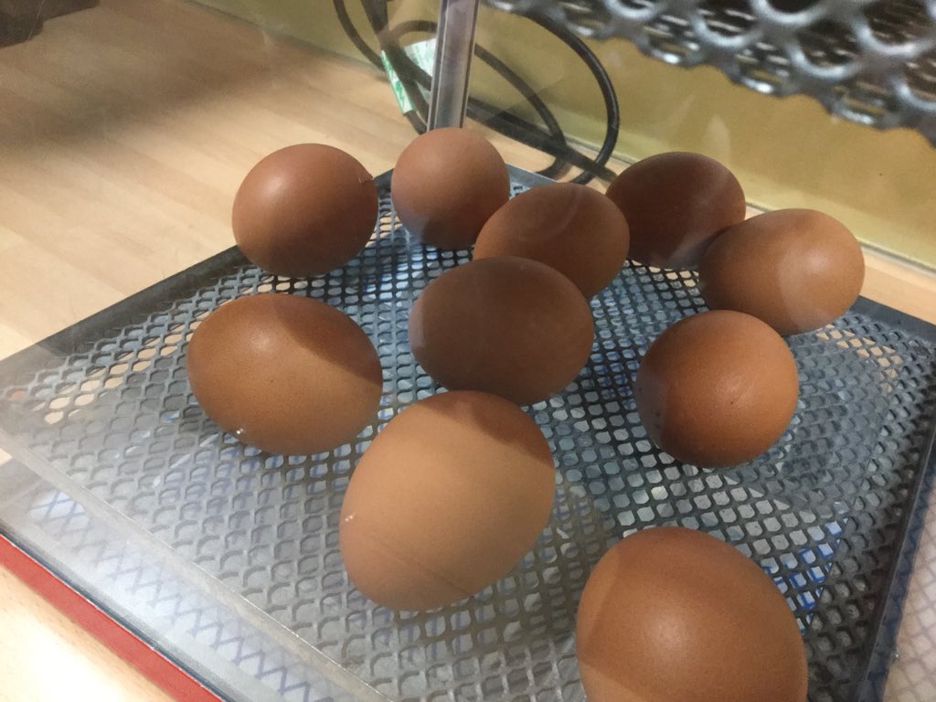 RCS_MrsBray's tweet photo. @RCS_main @PeleTrust Our first egg is beginning to rock and crack! Hopefully we will have our first chick by tomorrow morning! 🐥🐣 https://t.co/mfy0z2ciKS