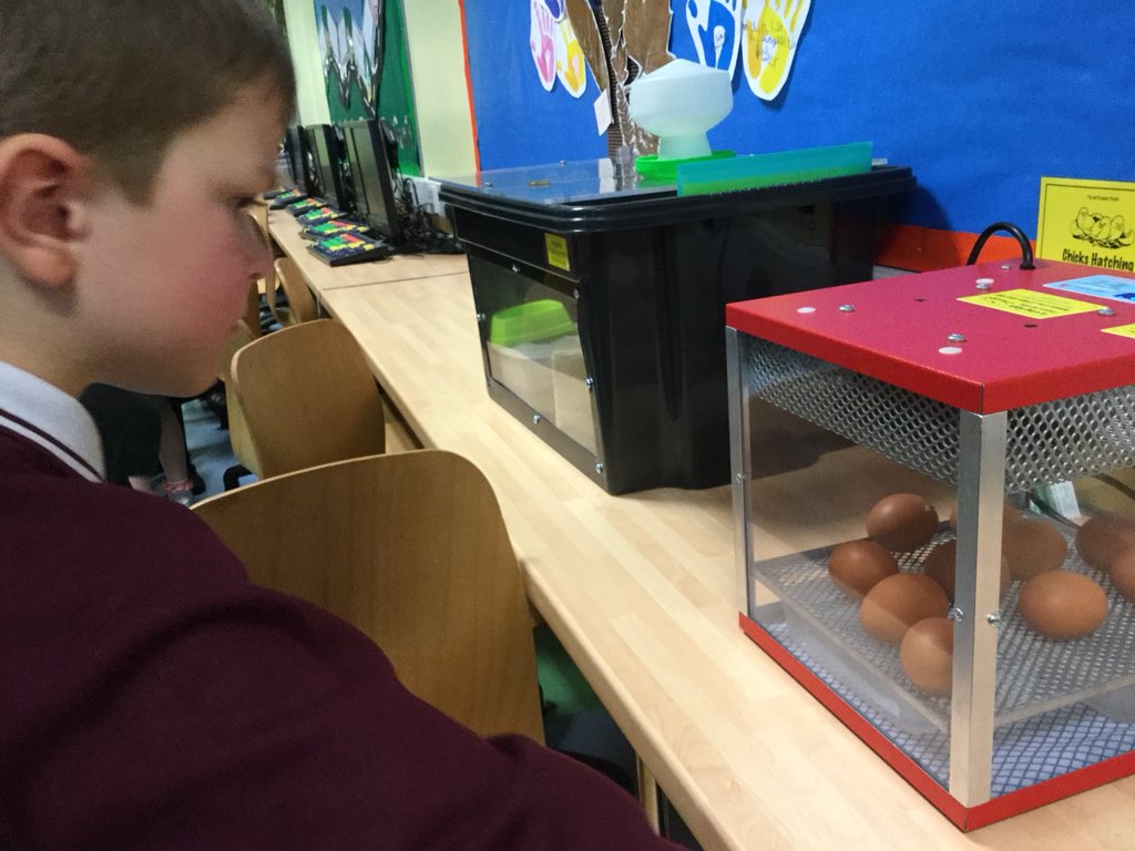 RCS_MrsBray's tweet photo. @RCS_main @PeleTrust Our first egg is beginning to rock and crack! Hopefully we will have our first chick by tomorrow morning! 🐥🐣 https://t.co/mfy0z2ciKS
