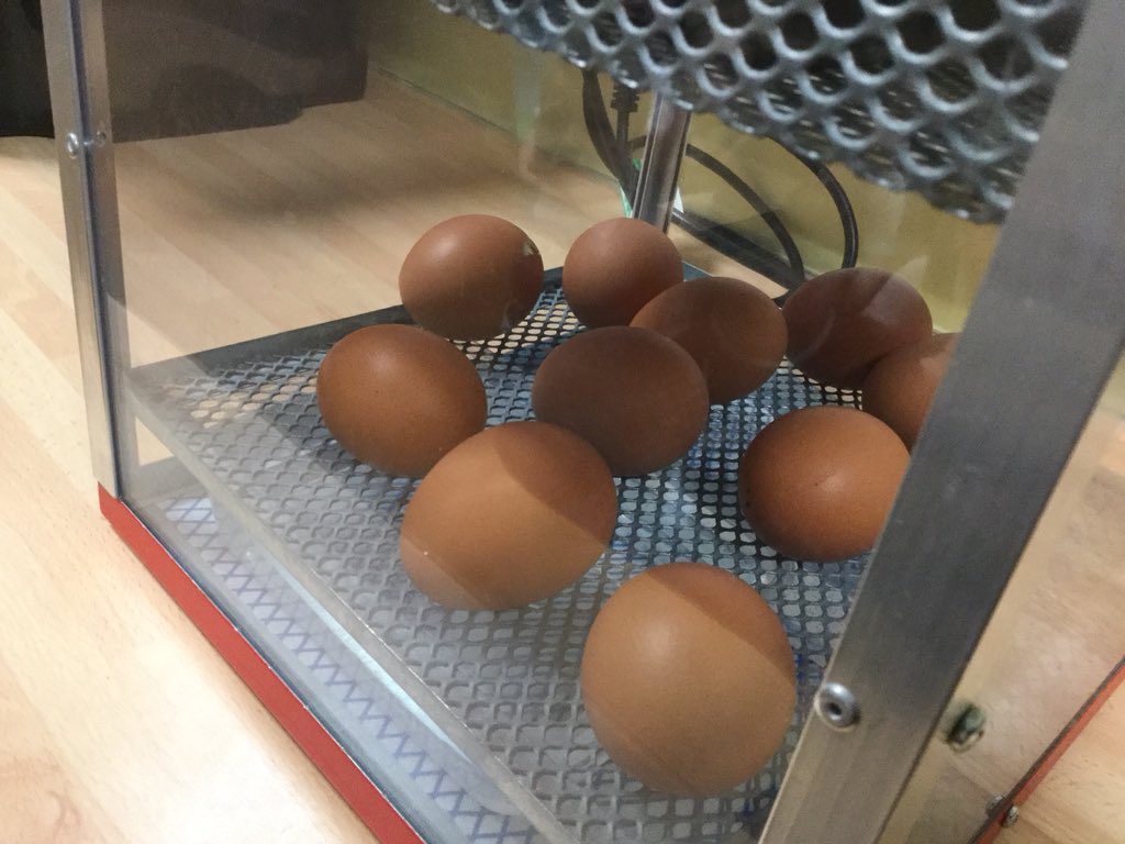 RCS_MrsBray's tweet photo. @RCS_main @PeleTrust Our first egg is beginning to rock and crack! Hopefully we will have our first chick by tomorrow morning! 🐥🐣 https://t.co/mfy0z2ciKS