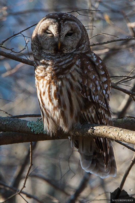 NatureWurks's tweet photo. Barred Owl #Raptors #birdsofprey #birds #birders #wildphotoadventures #privatelyguided #naturalphotography #photoworkshops #wildlifephotography #wildlifeplanet #wildlifeonearth #dicoverwildlife #animalphotography @canon #canonusa #canonpro #canoneurope #thePhotohour https://t.co/ZSNHvqBk3z