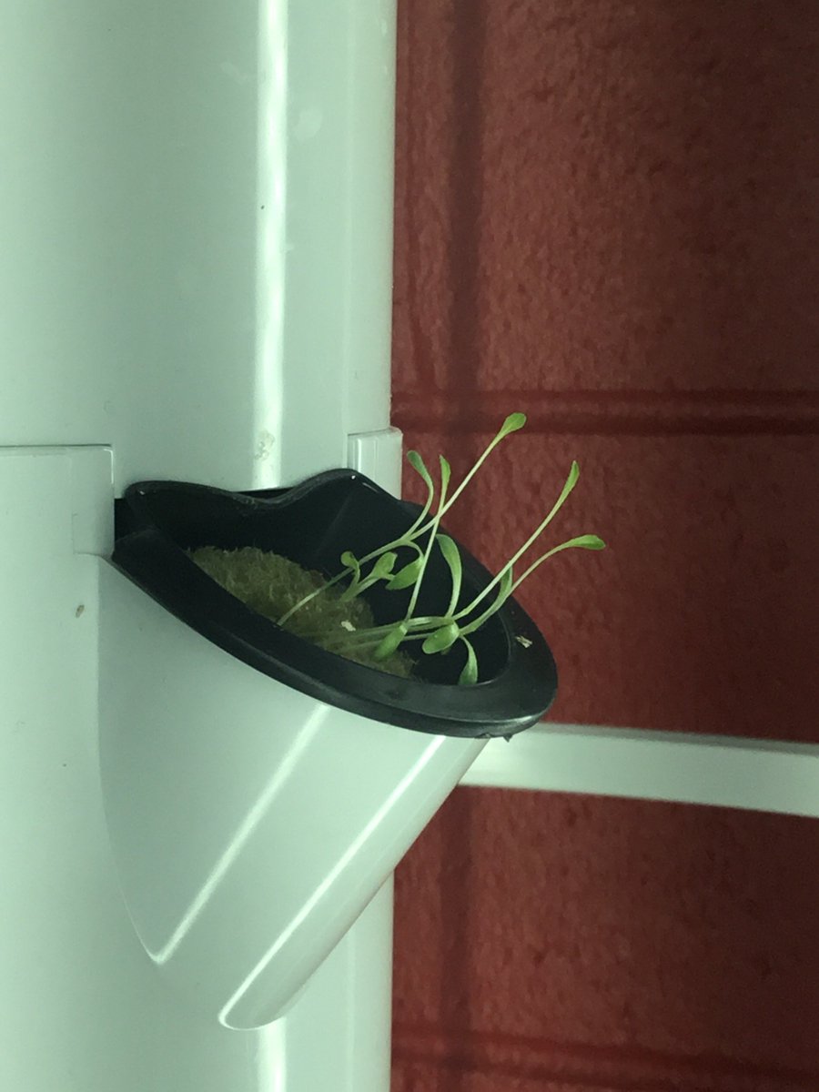 Spring Road Elementary tweet media