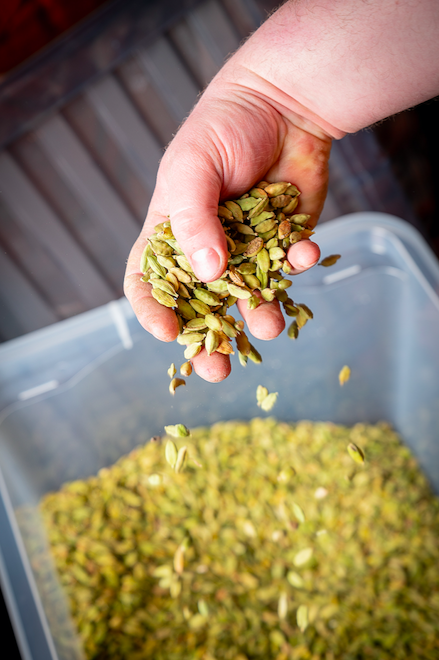 IonNomad's tweet image. Want to know more about #Cardamom? These little pods are what gives our gin a real kick! Once #distilled, it’s sweet at the fore with a fiery finish. Have you tried it yet? #GinMaking