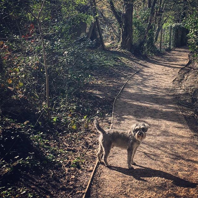 chickenotwoods's tweet photo. #throughthewoods with bob! https://t.co/q87kcIsl2S https://t.co/elhsf8TZMv