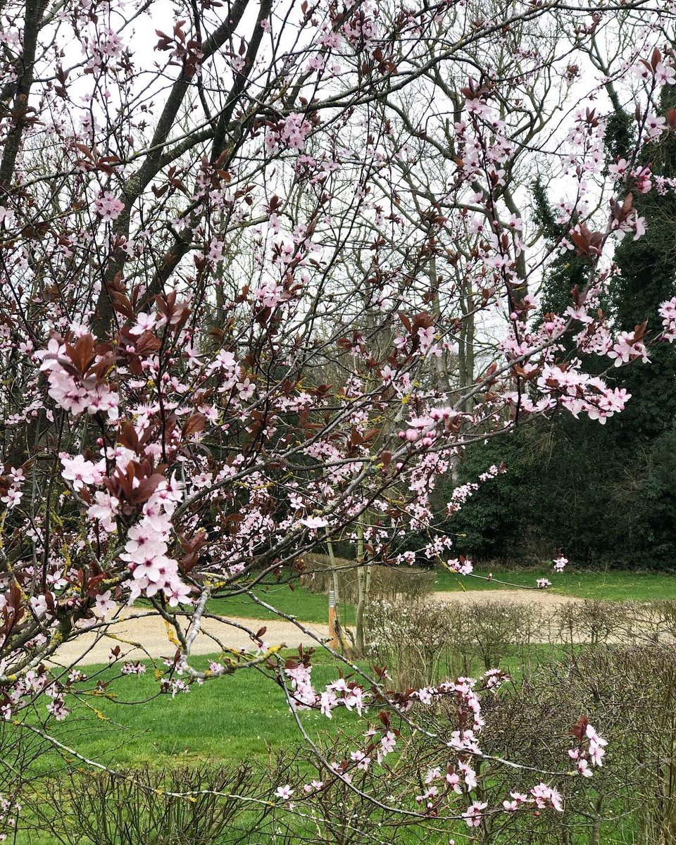 DeersMead's tweet photo. 🌸 Beautiful blossom at our Adults only park Deers Mead 🌸 https://t.co/jEMjRat3wT 
.
.
.

#Norfolk #caravan #seaside #insta #spring #countryside https://t.co/EGc62tD7zq
