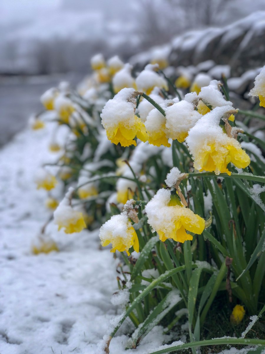 A clash of the seasons #daffodils #Scotland
