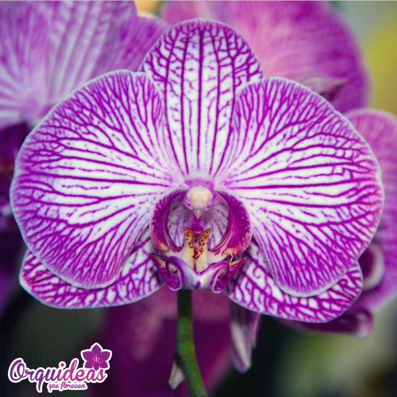 Orquideas_mx's tweet photo. Abrazo grupal 👭 https://t.co/wp1gkUcLzu
