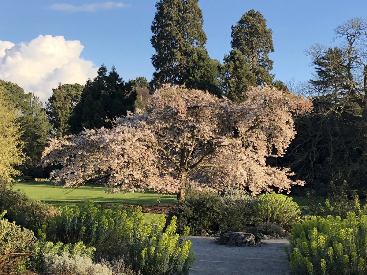 CUBotanicGarden's tweet photo. Our #Yoshinocherry today in the afternoon sun βοΈ #visitcambridge #cherryblossom #springtime #gardens https://t.co/KJ7r4JQrVR