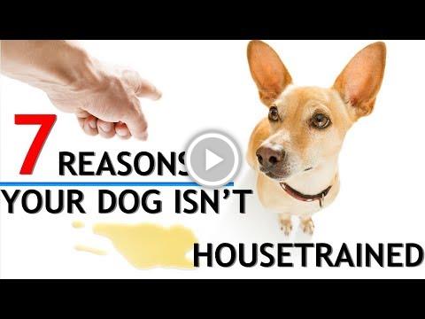 foranimallover's tweet photo. The Best Pee Pads &amp;amp; 7 Reasons You&amp;#39;re Having Trouble Housetraining Your Dog https://t.co/yYEE1PUe1r #staged https://t.co/Pqd50tWhGL