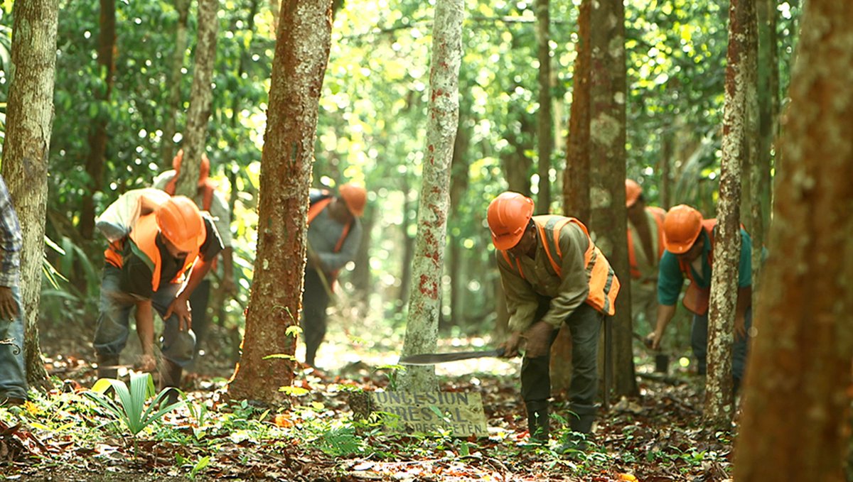 ACOFOP's tweet photo. El área gestionada por las comunidades en la Reserva de Biosfera Maya reporta cero fuegos forestales y cero deforestación, aporte invaluable en la conservación del patrimonio natural y cultural de Guatemala.  #SomosBosquesParaSiempre #Guardianesdelbosque #SecretosDeLosMayas https://t.co/3hQP4Z69Ve