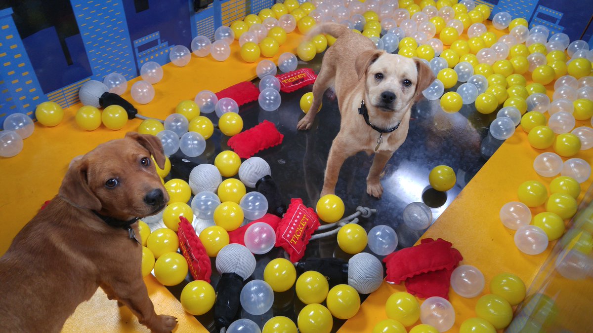 theoddmachine's tweet photo. Who doesn't love a ball pit and puppies!?! Fun gig with our Friends @LOLLAPALOOZA!  2pm CST check out this years line up announcement at: https://t.co/KMnxPszPD5
Starring the pups of @PAWSChicago.
https://t.co/sB1O5YgAKq
#brandedcontent #digitalmarketing #production #setlife https://t.co/IFxYz9tXhy