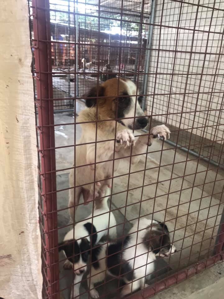 taal_animals's tweet photo. My heart is really hurt knowing na sobrang daming animals ang nagugutom because of lack of donations. Bukod sa foods, nagastos din sila ng transpo para marescue yung dogs/cats na narereport nila kahit sa malayong lugar pa. Kindly send some help. 

WATCH:
https://t.co/GxDxaKPUnJ https://t.co/67ADDYPK3Y