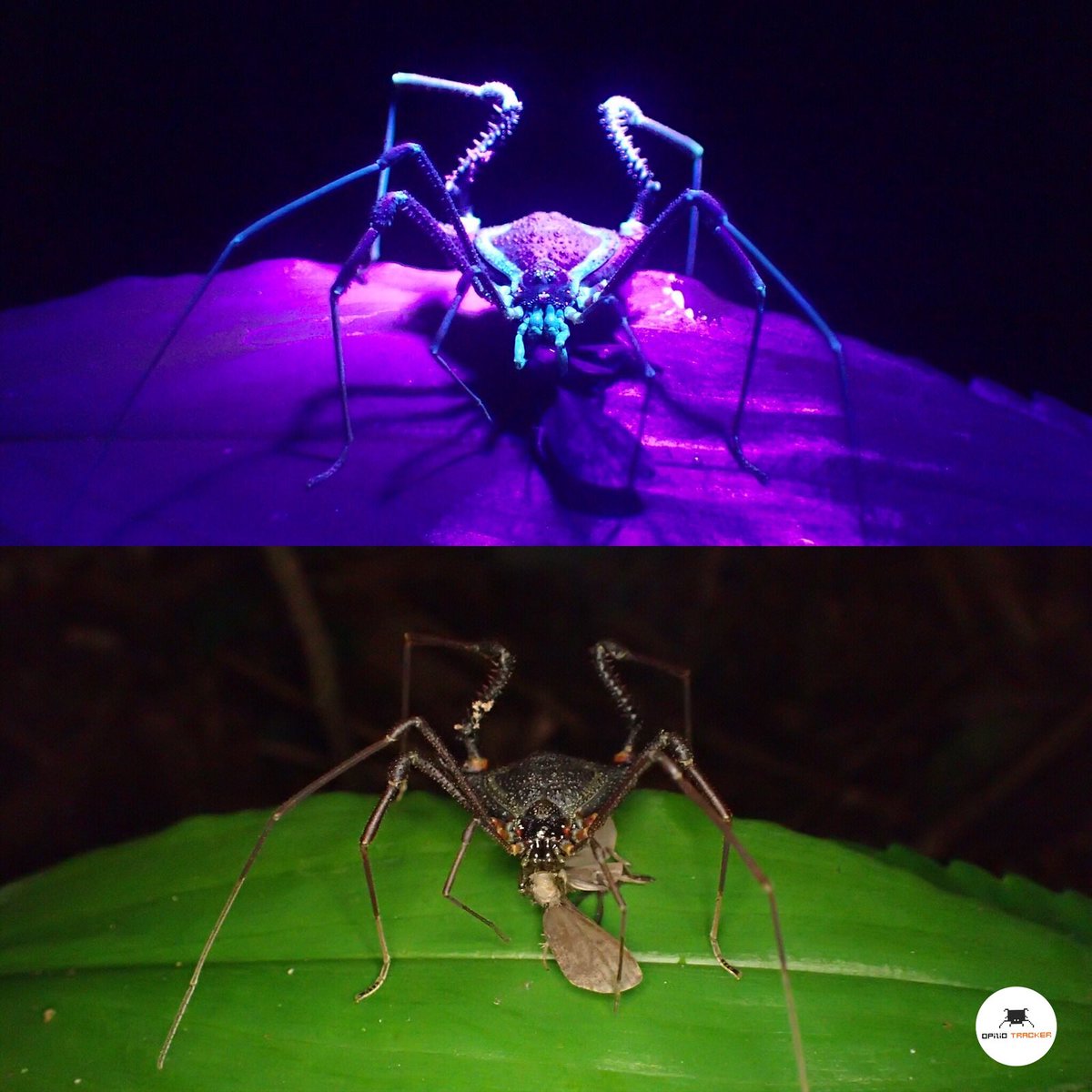 opilio_tracker's tweet photo. A diferencia de los escorpiones, que poseen lumniscencia en todo el cuerpo, los #opiliones sólo poseen luminiscencia en algunas partes. La función de este fenómeno es desconocida. 
Neosaducus maximus (macho) comiendo una polilla.
Familia: Gonyleptidae
📍Brasil https://t.co/dnyEbxBzsR