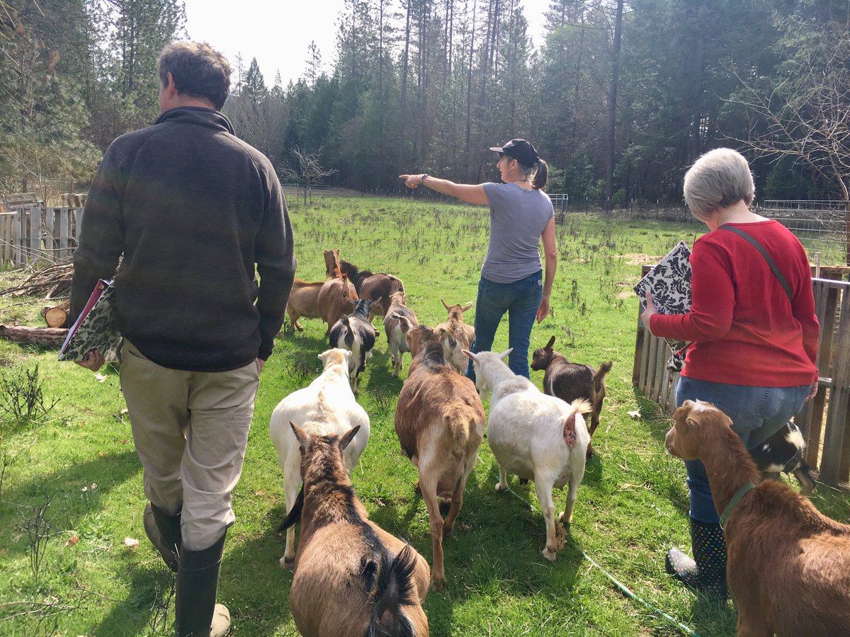 GeorgiaKTVL's tweet photo. Goats for fire prevention - it’s an idea that has been raised by citizens and officials alike. I spent the morning at the 2019 goat academy in Rogue River to find out if the quirky critters really could be the solution we’re looking for. https://t.co/eJC6hW4boz