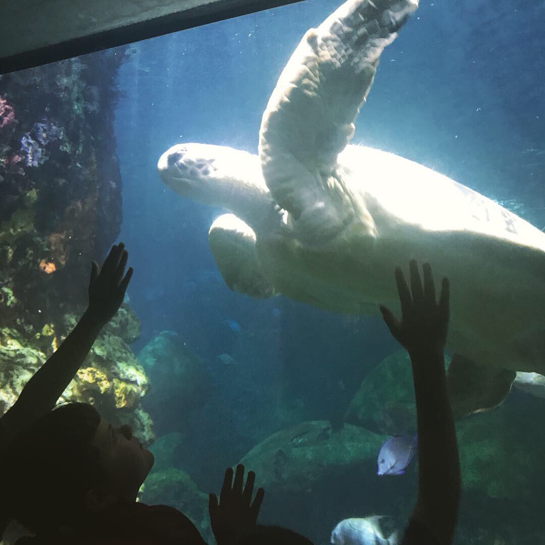 mshall5th's tweet photo. Such a fun day at the @TNAquarium! https://t.co/kgjG380tSW