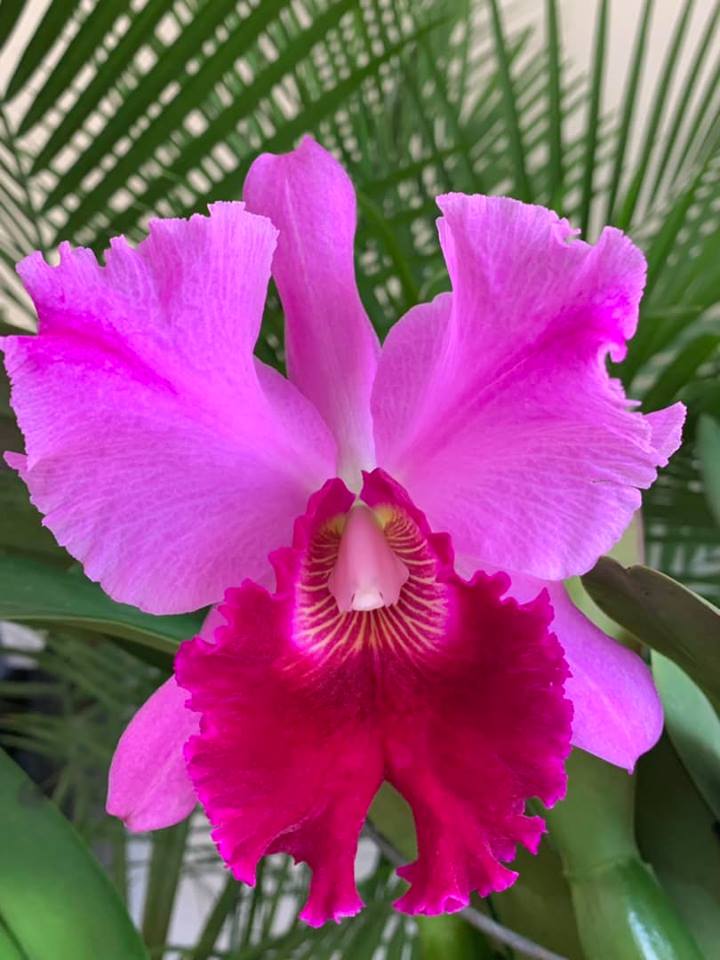 Close up of LC Betty Ford “York”. What great pic! #orchid #loveit #flowers