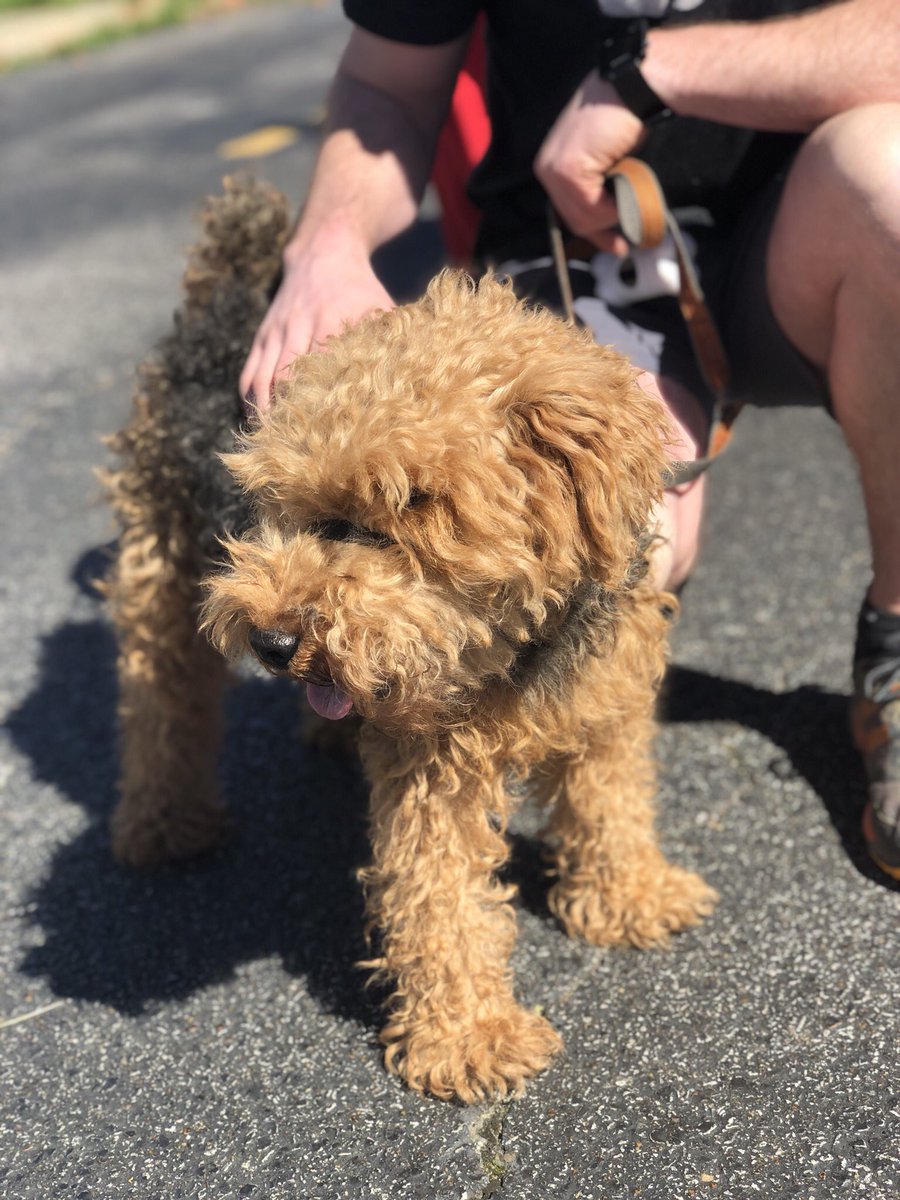 As we puppare for our May 1 Grand Opening we’re excited to announce membership forms are now live -> bit.ly/2JmsPH0. 🐾 From now until April 17th you can purchase Founders memberships for your furry family members. Want to schedule a tour of the future site? Let us know!