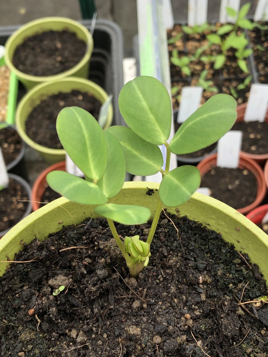 RobsAllotment photo