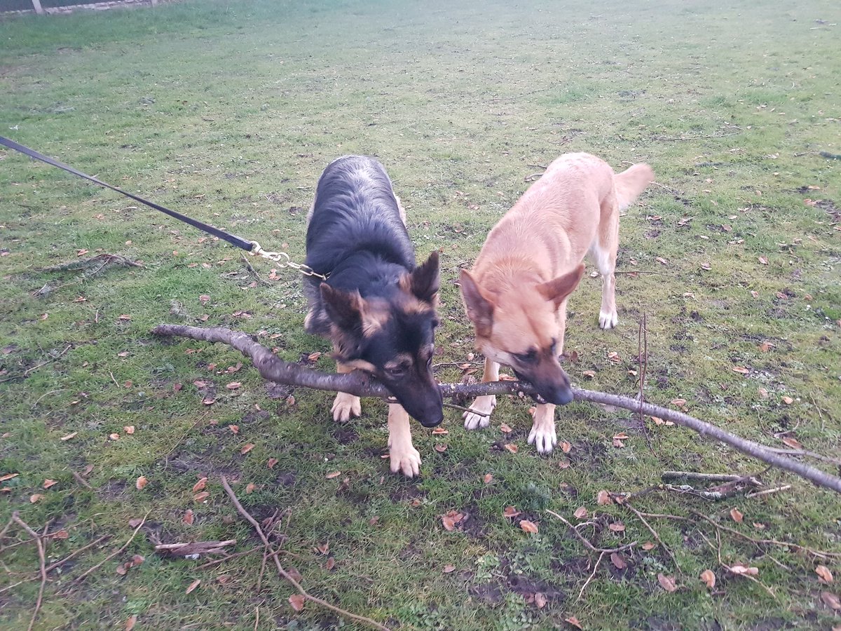 K9_Handler_13's tweet photo. Sharing a stick GP dog Boss and failed GP dog Mia #germanshepherd #belgianmalionis #gpdog #workingdog https://t.co/2xd3IQG1iy