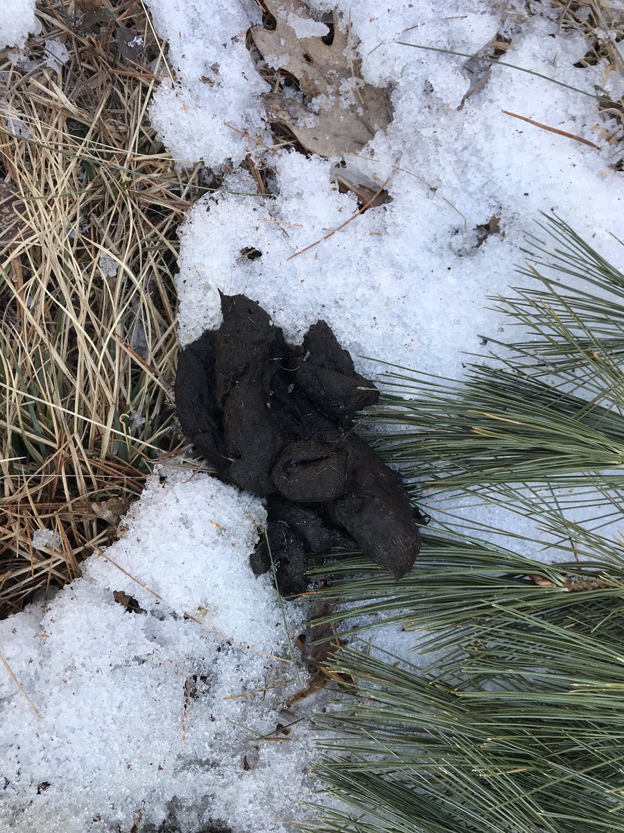 WickedSimEsport's tweet image. Fur and hair, I’m thinking bobcat #poopscience #bobcat #citizenscience #masswildlife #trailcamera #cameratrap