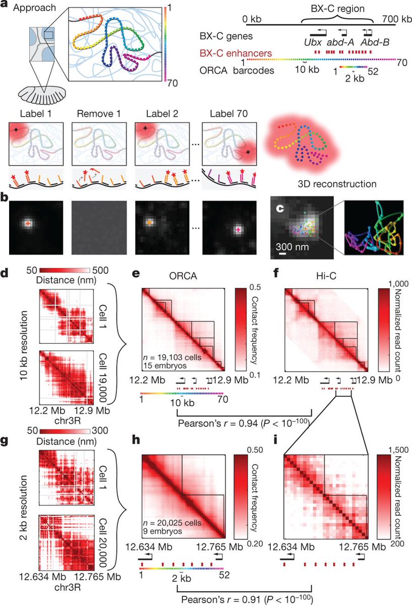 mmw_lmw's tweet photo. Visualizing #DNAFolding and RNA at #Single_Cell_Resolution | Optical reconstruction of chromatin architecture | Alistair Boettiger @Stanford @Nature https://t.co/uyXd4FDanz https://t.co/JbxijhPDp0