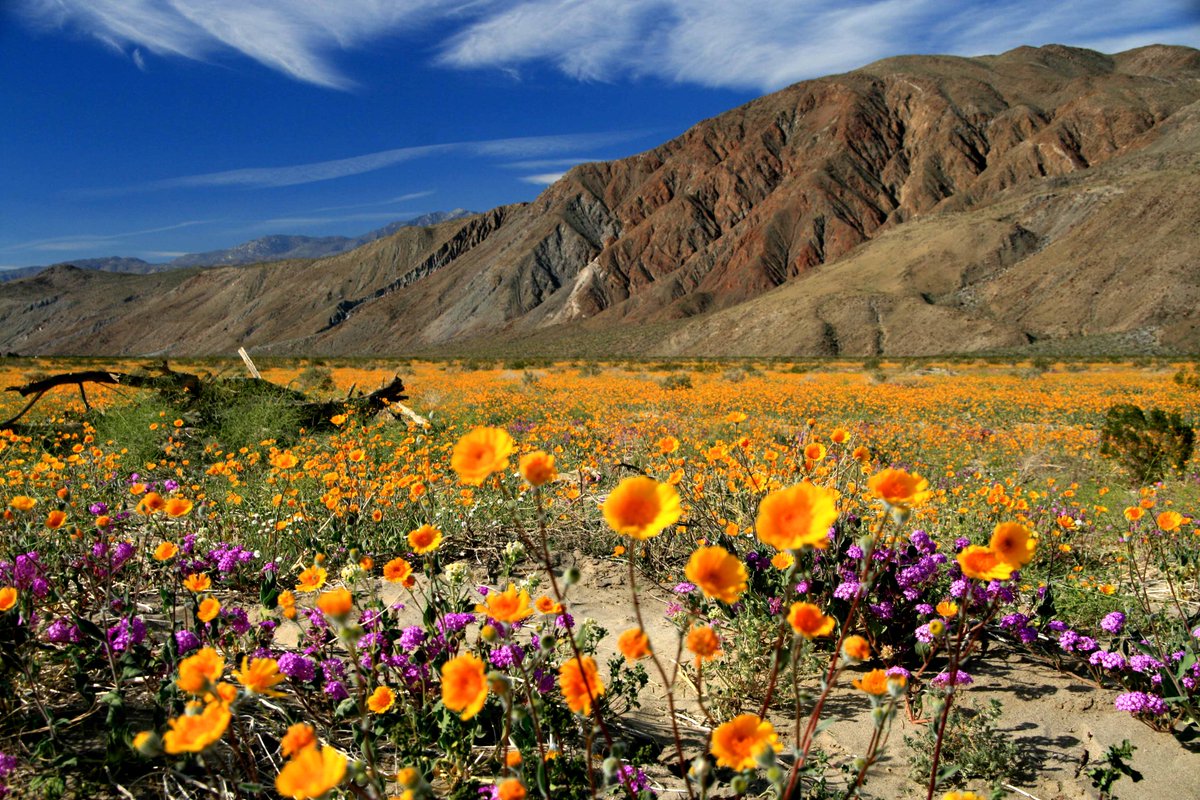 MindfulTrainer's tweet photo. Wildflower time in SoCal again... https://t.co/6BBvfllrSw