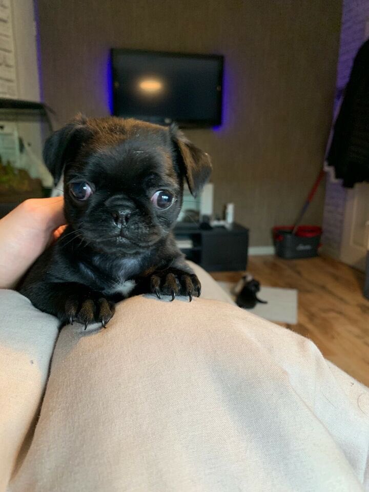 amyyneath's tweet photo. Meet Narla 🐶💗 https://t.co/kr9hn07bBa