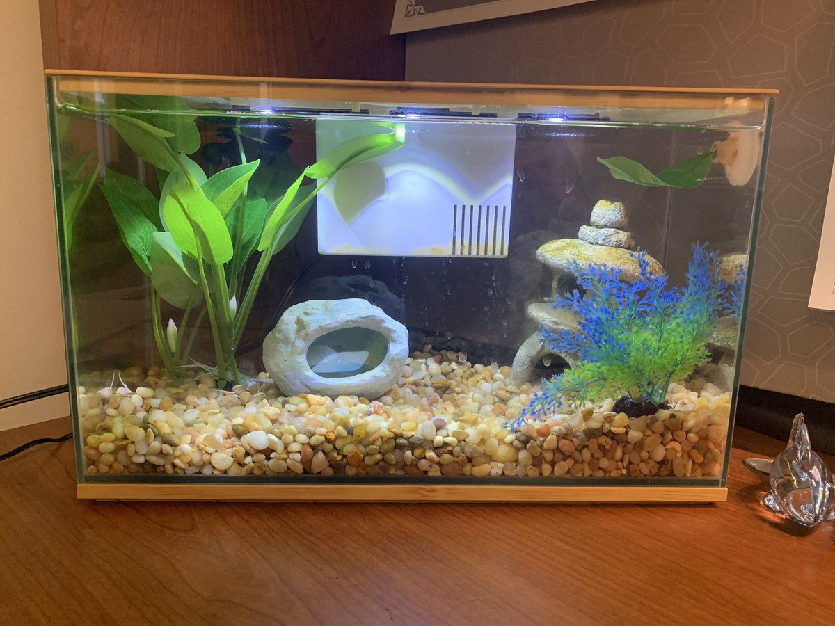 jmpreble's tweet photo. @PetSmart The filter on my 2.5 gal. Top Fin tank frequently stops working. Am I able to order a new one anywhere? https://t.co/A3gCDidO2K