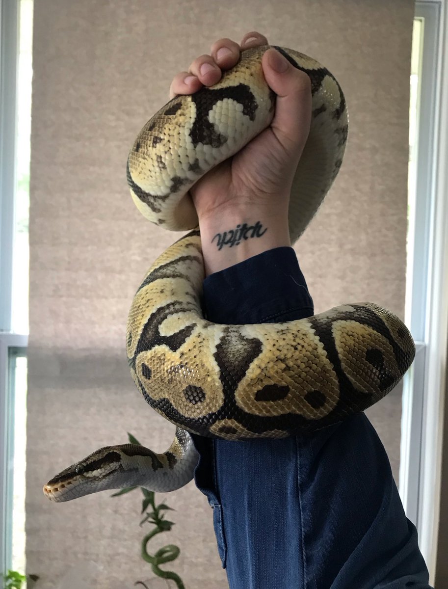 witchyrtistlady's tweet image. Take a look at my beautiful boy 🐍💕 #pastelballpython #ballpython
Side note: he’s so fricken chunky, my arm was shaking taking the picture 😂😂