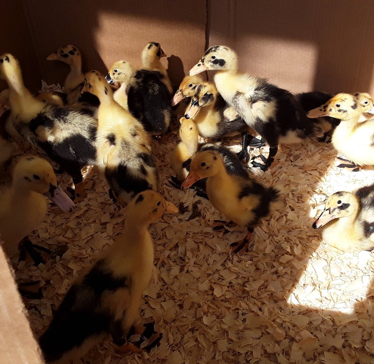 Ducklings went out to the temporary, but much larger brooder, I quickly made out on the porch. They are getting so big already, their white down is starting to really come in 😍 #anconaducks #ducklings #heritagebreed #livestockconservancy #raiseyourownfood #my200yearoldfarmhouse