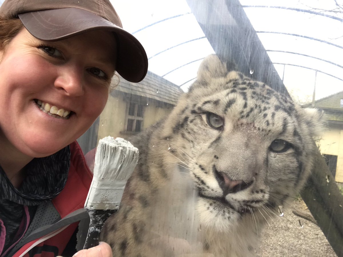 MilneMoser's tweet photo. Fantastic day Volunteering for Milne Moser Solicitors 200 year anniversary, giving 200 hours back to local charities. 
Katie, Michelle and I painted the snow leopards tunnel and building today. Here are two of my favourites. 😊 https://t.co/8LLbOVvu2F