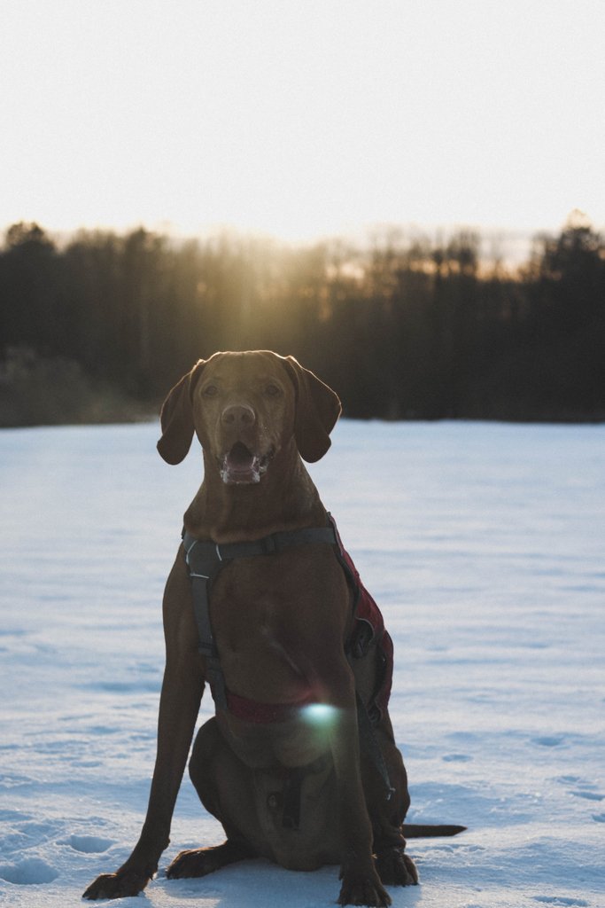 ProblemMitDemHu's tweet photo. #vizsla #magyarvizsla #problemmitdemund #hundetraining #chiemgau #chiemsee #snow #schnee #winter #winterwonderland #hundeschule #hundetraining #hundeblog #dogblogger https://t.co/pYA5lWrE0A