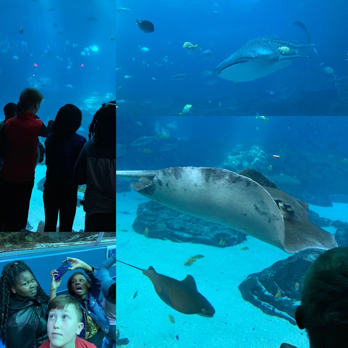 MrsMathTech's tweet image. So thankful my Ss experienced these beautiful ecosystems today!! Just look at those smiles!! #CougarStrong #NCSSBeTHEBEST #RPESrocks @RPES_Cougars @HopeFBarr @crewscontrol47 @jones_mira