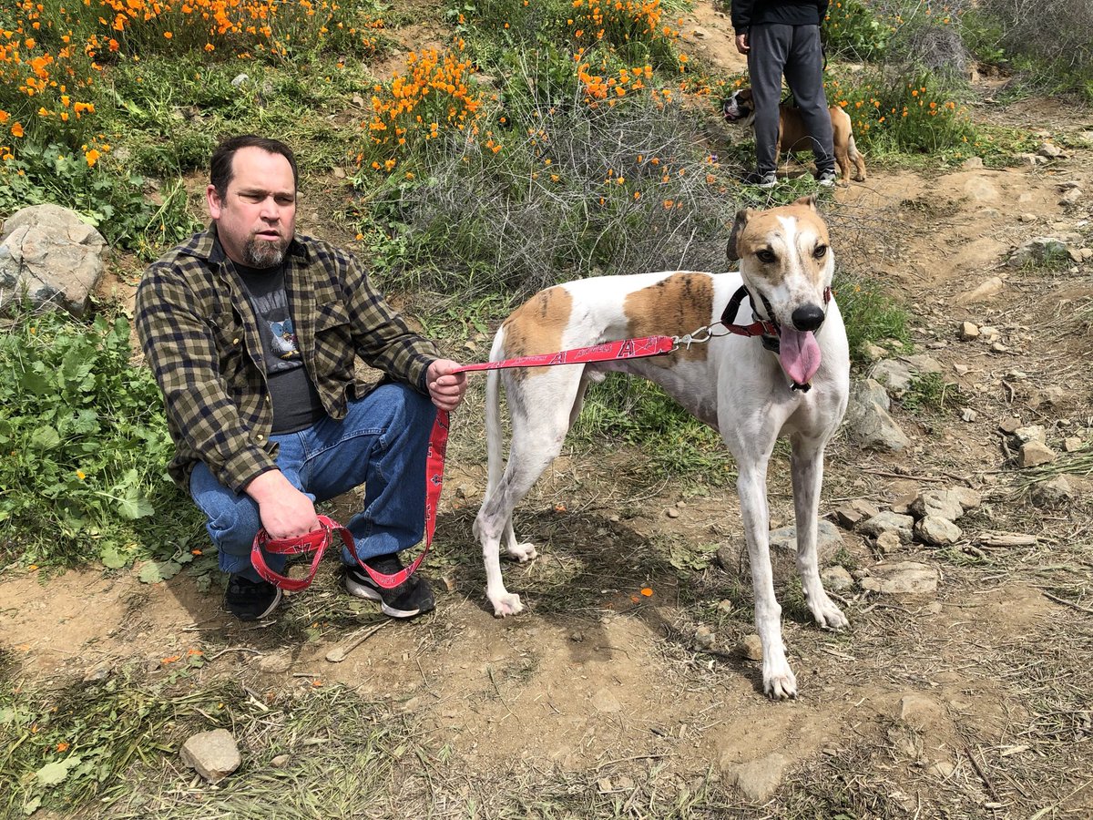 KateColeman77's tweet photo. Look at my big boy #flyingaquinas chillin with his daddy aka my hubs on the poppy trail before it was crowded like Disneyland he weighs almost 100lbs and it’s 31.5 in tall! He’s all muscle 1 year into retirement #retirednotrescued #stillbuff #hesjacked https://t.co/8XS4gHeUjq