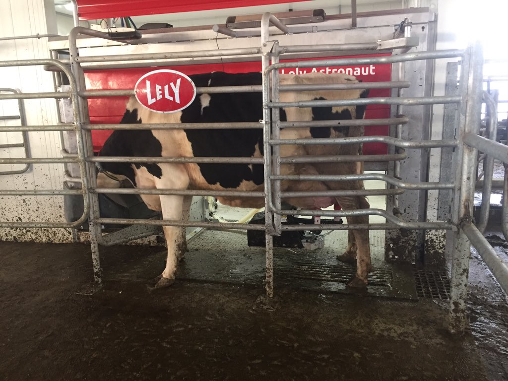 BruceS270's tweet photo. So far the cows are loving them https://t.co/BcctemiDbm