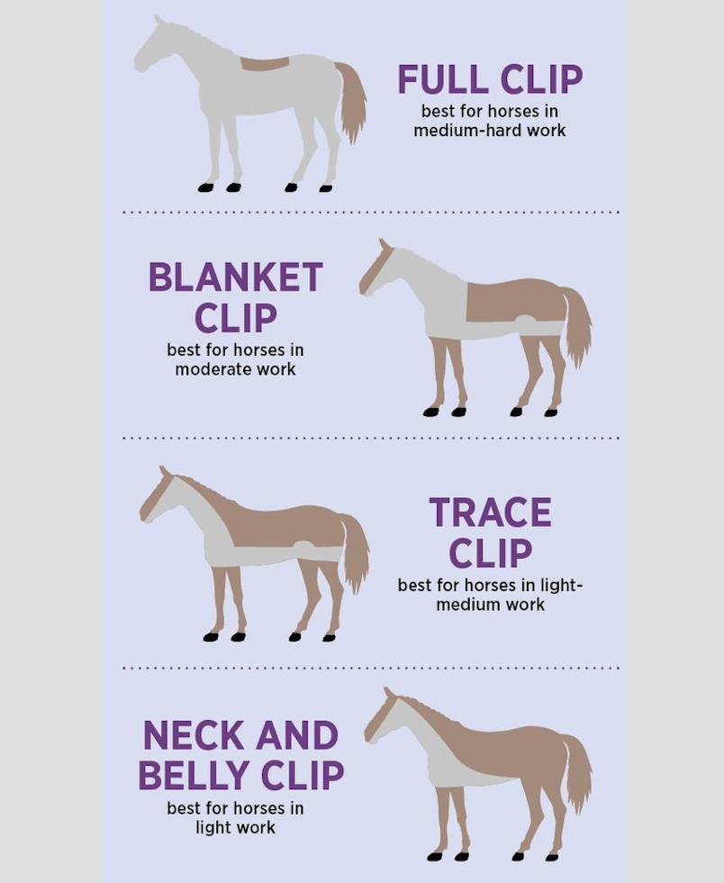 Clippersharp's tweet photo. Are any of these your go-to clip? Or do you freestyle?
-
#clippersharp #horseclipping #clippingservice #clipalltheponies #horsenartion #horsegroom #horsegrooming #clippedhorse #horseclip #horseclipping #clippingseason #clippedandshiny #proequinegrooms https://t.co/mFtDtYVMp1