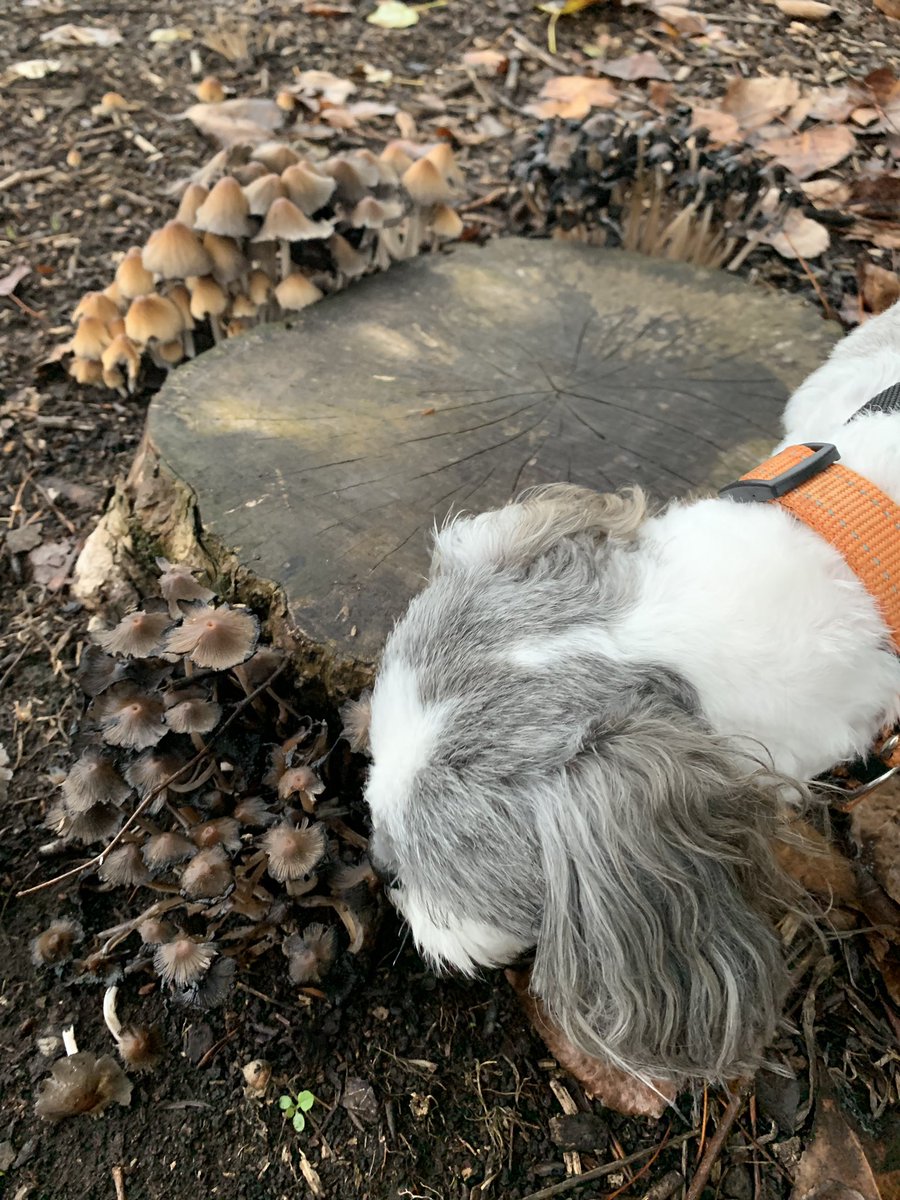 Buttoncuteas1's tweet photo. We’ve had some 🌧 and overnight these shrooms 🍄 popped up. I sniffed them out for Mom and she told me a tale about fairies 🧚♀️ ... I was tempted to 💦 them but I did not want to 😠 the 🧚♂️💥. #fairytales #mushrooms #dogsinparks #walkies #sniffingdog #DogsofTwitter https://t.co/oAf8JNMCw6