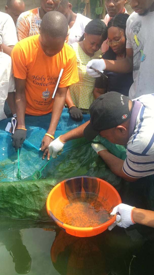 WorldFishCenter's tweet photo. During the @Taat_Africa capacity building activities earlier this week, training was conducted on #tilapia monosex production for 70 farmers in Nigeria. Learn more about the TAAT program here: https://t.co/9bBBicH026 @AfDB_Group @FISH_CGIAR @CGIAR https://t.co/rLyay0Mg4Q