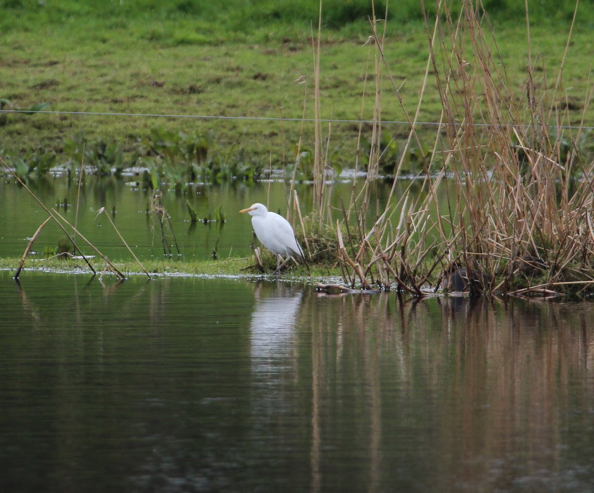 Irish Garden Birds tweet media