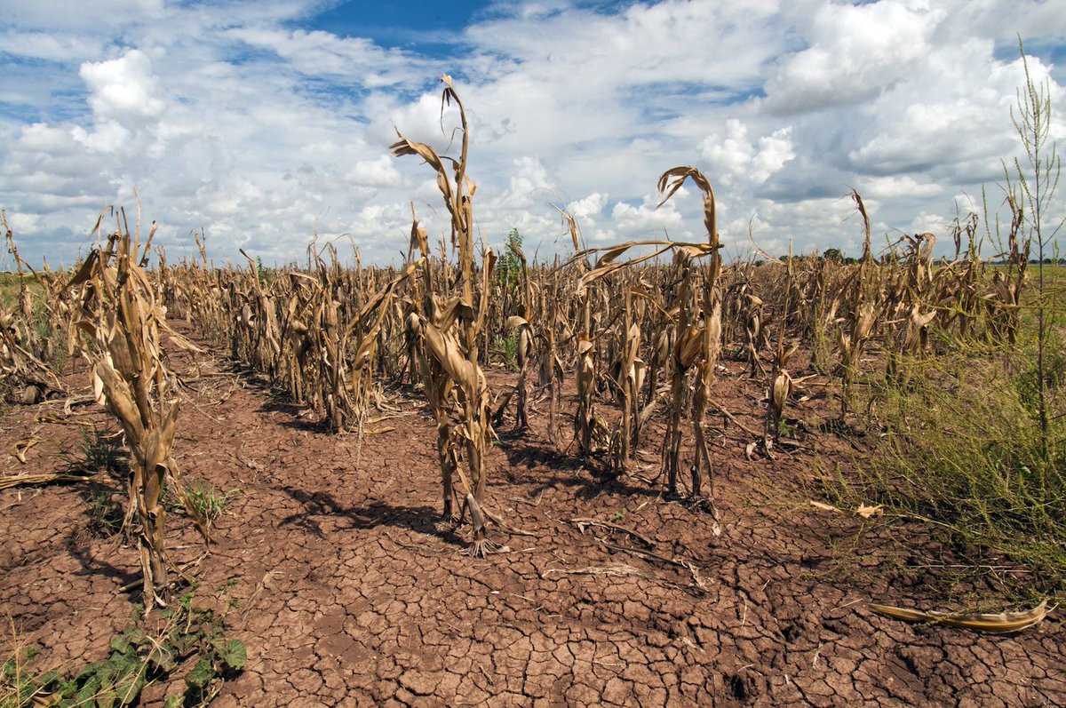 ClimateOfficers's tweet image. Examining the effects of #climatechange on hunger, researchers at the University of Stanford point to loss of land for crop growth, less nutrients in food grown in higher #carbondioxide environments &amp;amp; scarcity of water as potential threats. 
buff.ly/2W4uXEC
