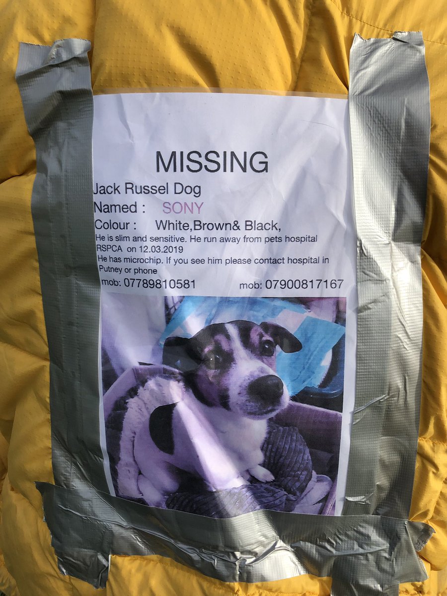 Hi People #lostdog #putney #southwestlondon contact details in photo. Sightings on #putneycommon and #putneyheath