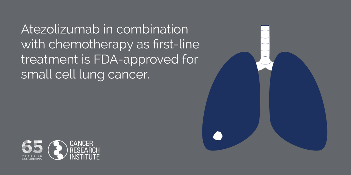 CancerResearch's tweet photo. Tecentriq becomes first FDA-approved cancer #immunotherapy for the initial treatment of extensive-stage small cell lung cancer, improving survival in this especially difficult to treat cancer. #sclc https://t.co/fV2oByd3ZG https://t.co/71DCqI9MEn