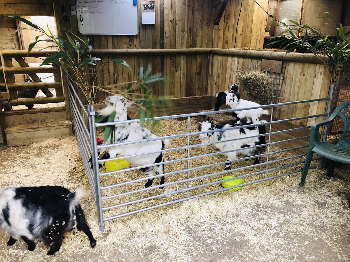 iansmobilefarm's tweet photo. Our maternity ward is filling up #schoolfarm #educatingtheyoung #aberfordcs #animalsareforlife #rarebreeds #zebu #pygmygoat #iansfarm https://t.co/haitGMlRWH