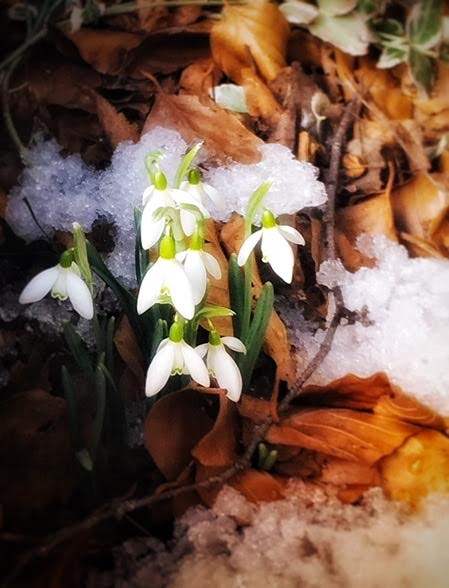 GardenTangled's tweet photo. Dear, dainty little Snowdrop 
So brave for one so small 
You push your way through the hard, hard soil 
To give pleasure to us all. Beautiful little Snowdrop 
You are a harbinger of Spring 

Excerpt from poem by Peggy Crossley
#TangledGardenawakes https://t.co/dw8XAqIkCl