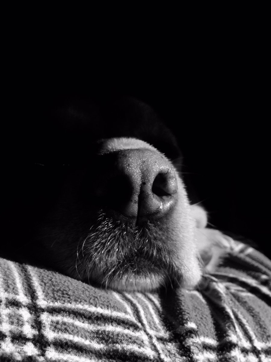 smoochybum's tweet photo. Been a while. Here's an arty pic of my snoot #lexi #Labrador #doggo https://t.co/kLRHX7fzoF