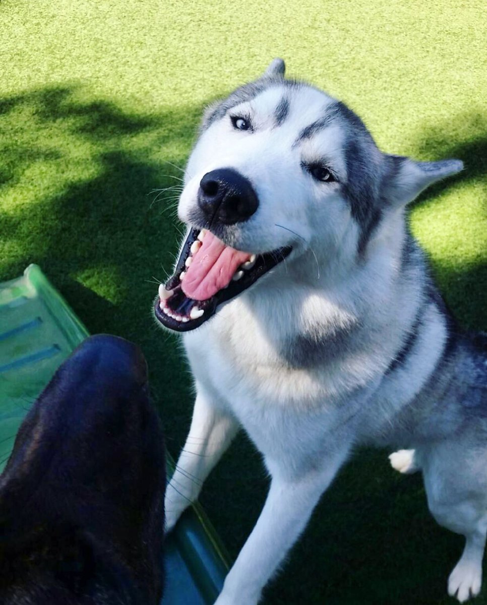 PawCommons's tweet image. That look when you are having the time of your life 😛
.⠀⠀
.⠀⠀
. What’s your dog’s happy face?
.⠀⠀
.⠀⠀
.⠀⠀
.⠀⠀
#dog #dogs #doggydaycare #sandiego #baypark #hillcrest #encinitas #gilbert #california #cali #arizona #kissmypaws #pawcommons #tuesday #husky #smile