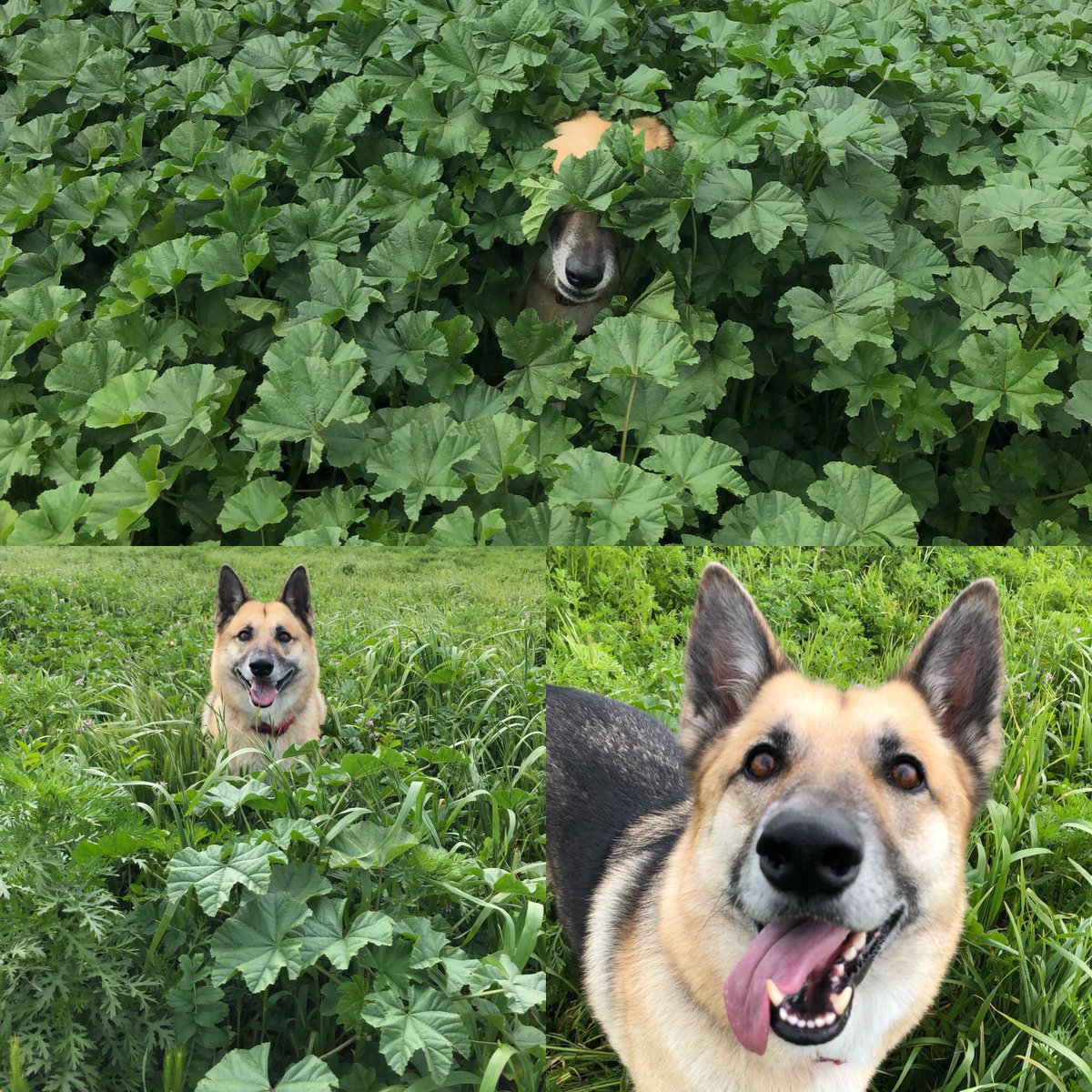 DogTiredSD's tweet photo. Our pups love playing hide and seek! The rain has been very helpful to our fauna. #hideandseek #rainbegone #green #fresh #dogtired #sandiego #socal #dogwalker #lifestoughgetadog #getoutside https://t.co/zYnamssHMr