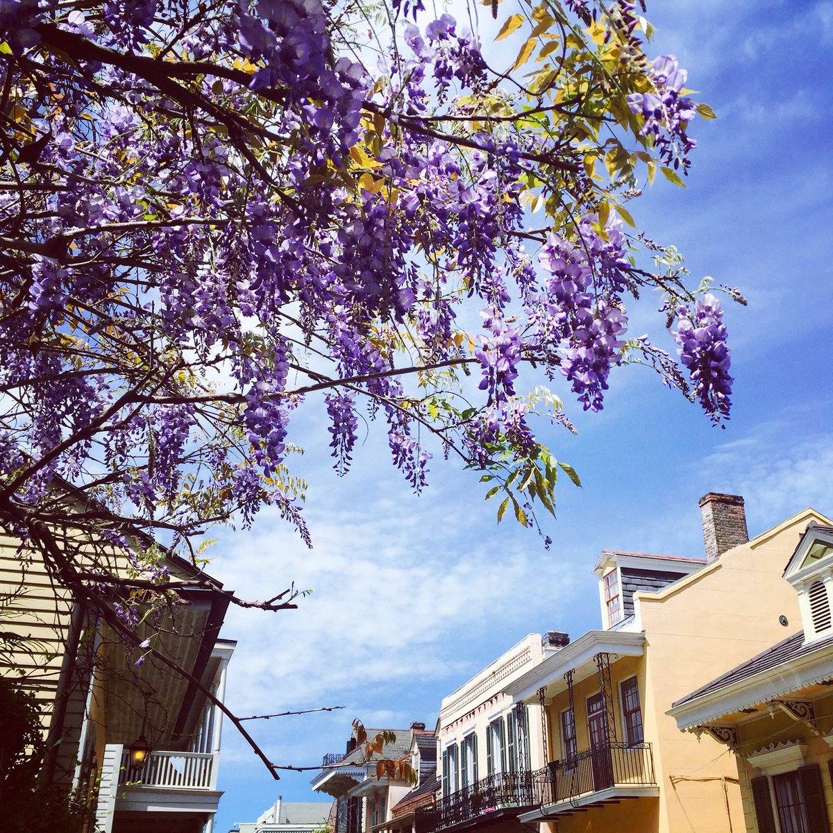 alexandracranfo's tweet image. About 24 hours until spring starts and yep pretty perfect out there 🌿🌿🌿☀️☀️☀️ #frenchquarter #neworleans #startofspring #beon4 @WWLTV
