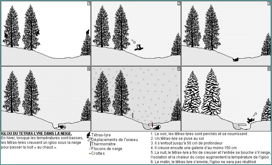 Снег схема. Снегопад схема аспекты. Тетеревиные спаленки в снегу схема.